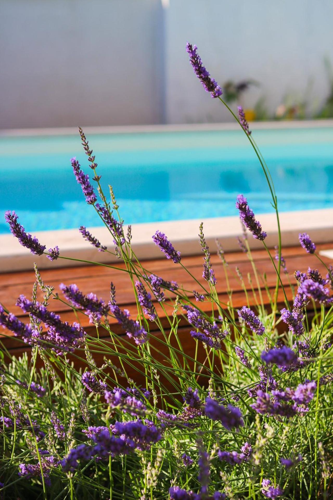 Villa My Rose With A Private Pool Mlini Buitenkant foto
